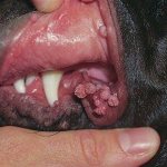 Бородавки у собак: фото, на морде и лапе, лечение, видео, причины