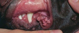 Warts in dogs: photos, on the face and paws, treatment, video, causes