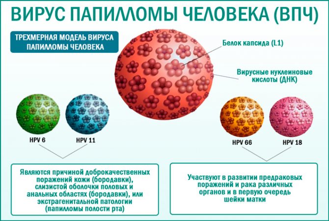 Папилломавирусы человека