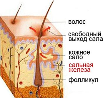 sebaceous glands