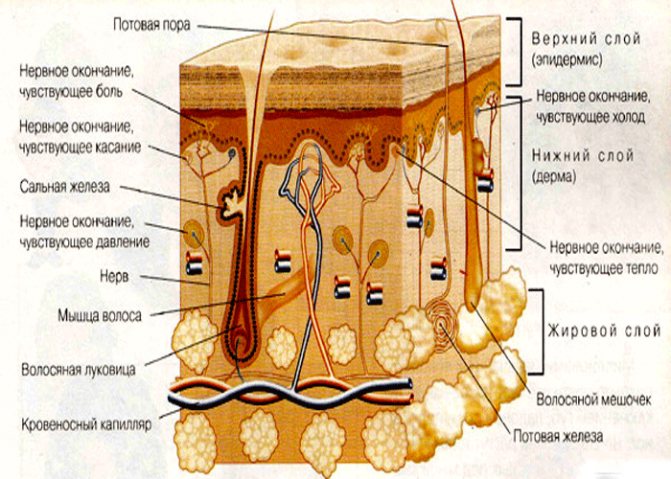 The structure of human skin