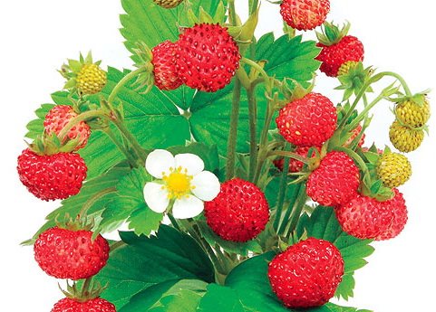 Grated strawberries are used to treat eczema