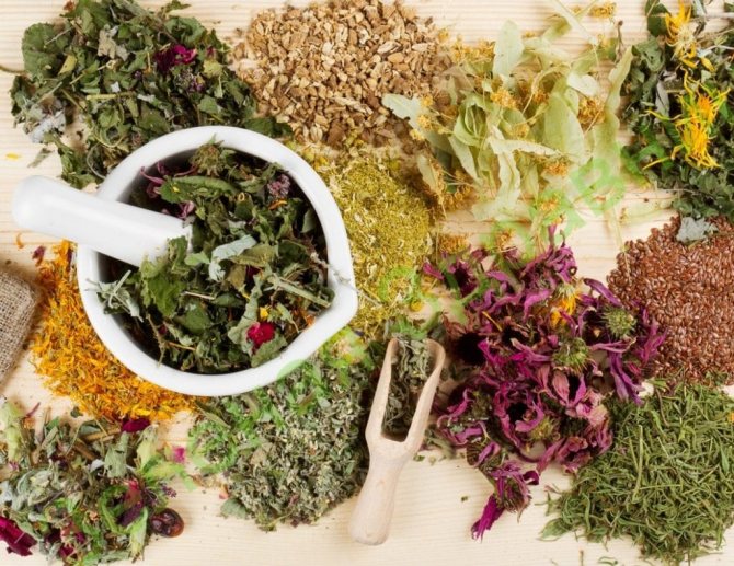 Herbal tea against papillomas